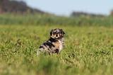 BERGER AUSTRALIEN PUPPIES 169